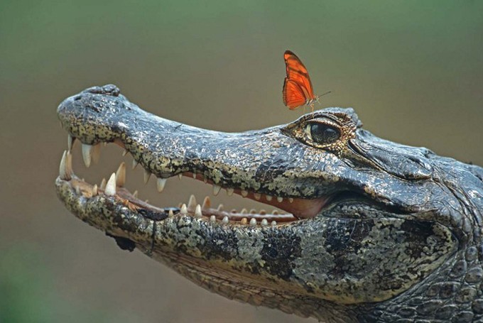 Brillenkaiman (Caiman crocodilus) mit Schmetterling auf dem Auge, Pantanal, Brasliien