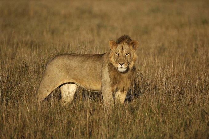 Löwe (Panthera leo) im Morgenlicht, Masai Mara, Kenia, Afrika