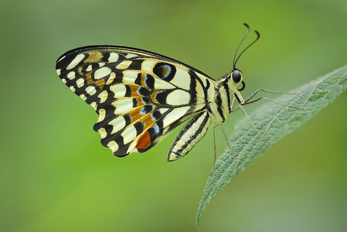 Limetten- Schwalbenschwanz (Papilio demoleus)