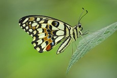 Limetten Schwalbenschwanz (Papilio demoleus)