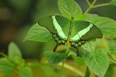 Neon Schwalbenschwanz (Papilio palinurus)