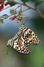 Limetten Schwalbenschwanzpaarung (Papilio demoleus)