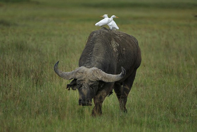 Afrikanischer Büffel (Syncerus caffer) mit 2 Reihern auf dem Rücken