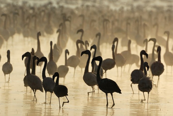 Flamingo (Phoenicopterus roseus und minor)  am Lake Nakuru