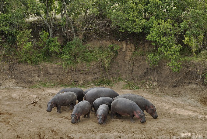 Flusspferde (Hippopotamus amphibius) 