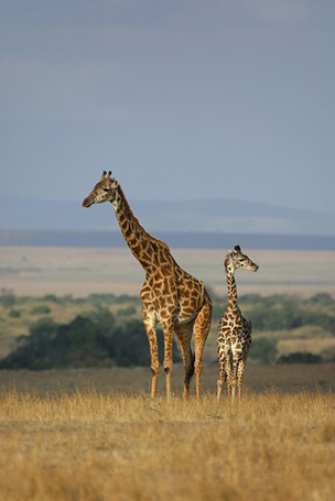 Massaigiraffe mit Jungtier (Giraffa camelopardalis tippelskirchi)