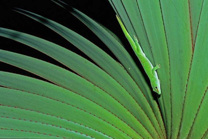 Madagaskar-Taggecko (Phelsuma madagascariensis)