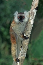 Mohren-Maki (Lemur macaco, Petterus macaco)