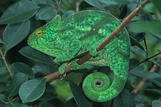 Parsons Chameleon (Chamaeleo parsonii)