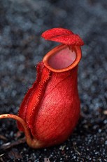 Rote Kannenpflanze (Nepenthes)