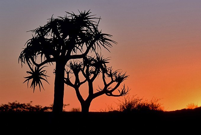 Köcherbäume ( Aloe dichotoma)  bei Sonnenuntergang