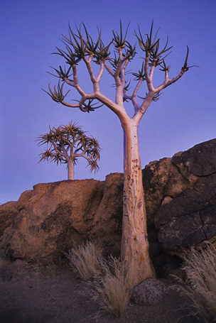 Köcherbäume (Aloe dichotoma)  zur blauen Stunde