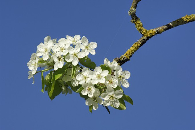 Blüte vom wilden Birnbaum